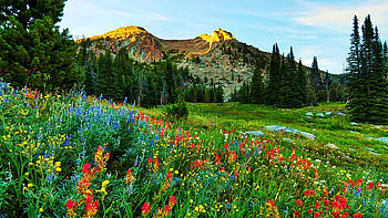 Mountain Meadow along Geertson Creek, Bitterroot Range, Idaho, hills, blossoms, clouds, landscape, trees, sky, spring, usa HD wallpaper