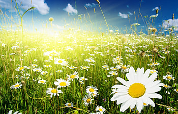 Plants, Flowers, Camomile HD wallpaper