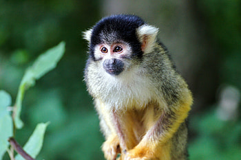Animals, Color, Monkey, Small, Petite, Saimiri HD wallpaper