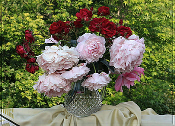 Roses & peonies, still life, flowers, peonies, roses HD wallpaper