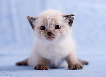 Sniff__have_you_seen_my_Teddy, kitten, cute, cat, nice HD wallpaper
