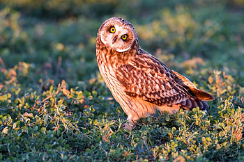 Animals, Grass, Owl, Shine, Light, Predator, Sight, Opinion HD wallpaper