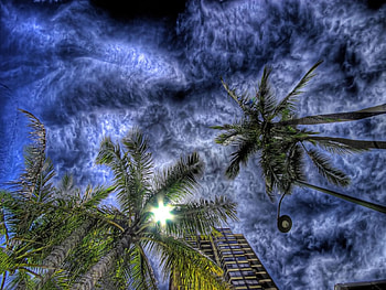 Palms in Paradise, palms, paradise HD wallpaper