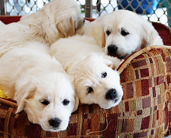 Pups in armchair , white, pups, dogs, sweethearts, puppies, sweet look, labradors, life, animals, love, beautiful souls, lovely, forever, retriever HD wallpaper
