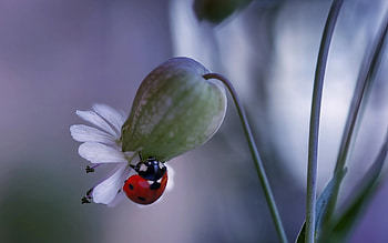 Ladybug, nature, macro, flower HD wallpaper