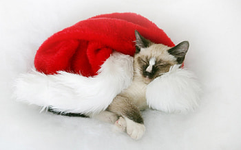 Christmas kitten, sweet, animal, kitten, christmas, cat, feline, hjoliday HD wallpaper