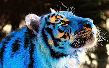 Animals, Shine, Light, Neon, Sight, Opinion, Tiger HD wallpaper