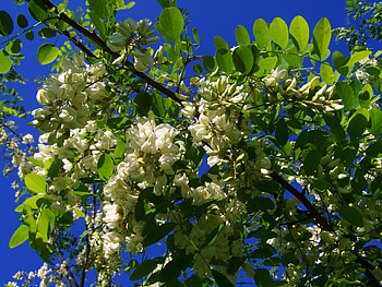 Miele di acacia, Aristeo's honey, Sweet delicacy, Acacia nectar HD wallpaper