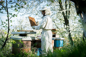 Apiary, Beehives HD wallpaper
