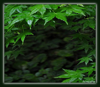 Greens nested, life force, leaves, green leaves, nature green HD wallpaper