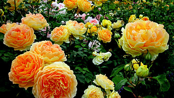 Yellow Orange Rose Buds Flowers Petals Green Leaves Plants Flowers HD wallpaper