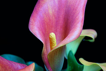 Iris, pink flower, close up HD wallpaper