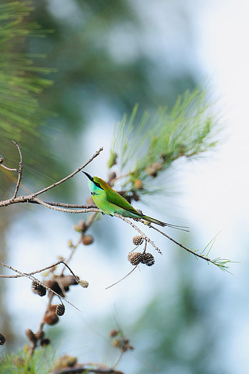 Animals, Bird, Branch, Focus, Blue-Tailed Bee-Eater HD phone wallpaper
