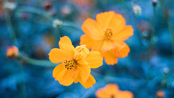 Orange cosmos, blur, flowers HD wallpaper