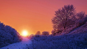 Cold Winter Sunset, sky, sun, snow, colors, trees, landscape HD wallpaper