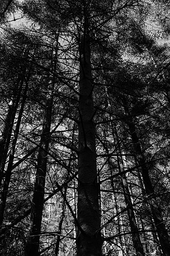 Nature, Trees, Forest, Bw, Chb HD phone wallpaper
