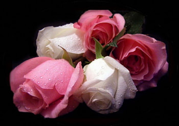 Roses for you, rose, pink, white, pretty HD wallpaper