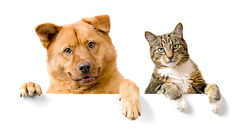 Funny dogs, Entertaining pets, Whimsical moments, Hilarious antics HD wallpaper