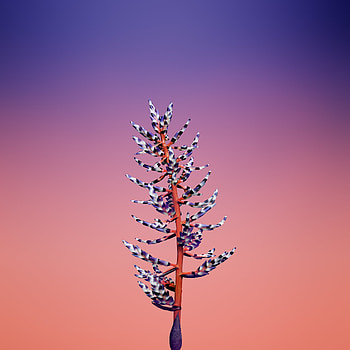 Ios 11 Flower Aechmea, ios11, apple, flowers, -8, -x HD phone wallpaper