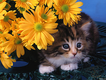 Animals, Cats, Flowers HD wallpaper