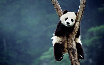 Cute panda bear on tree, bear, bamboo, nature, china, tree, panda HD wallpaper