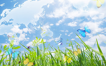 Landscape, Butterflies, Grass, Sky HD wallpaper