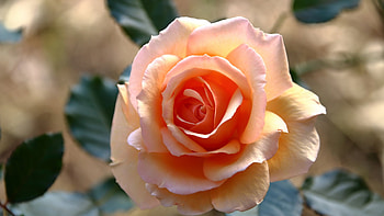 Rose, leave, orange, light HD wallpaper