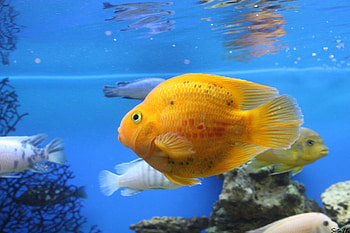 Animals, Fishes, Underwater World, To Swim, Swim HD wallpaper