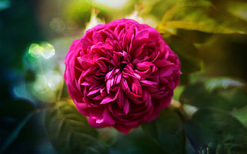 Flowers, Flower, Bright, Rose Flower, Rose, Close-Up, Curvy HD wallpaper