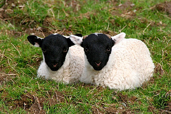Twins, cool, , black and white HD wallpaper