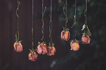 Flowers, Roses, Pink, Withered, Dry, Faded HD wallpaper