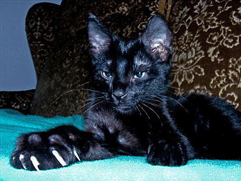 Black Cat, cool, cat, black HD wallpaper