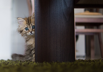 Animals, Fluffy, Kitty, Kitten, Hide HD wallpaper