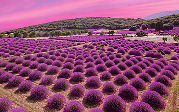 Lavender fields, Landscape beauty, Pink sky, Garden blossom HD wallpaper
