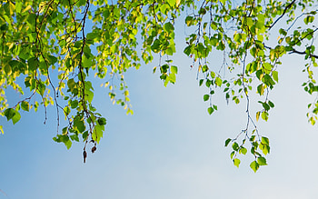 Plants, Leaves HD wallpaper