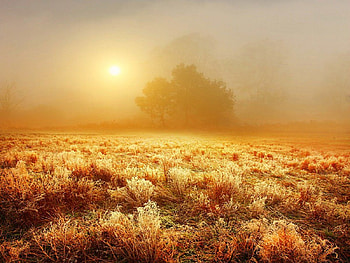 Landscape, field, autumn, sun, sunset, tree HD wallpaper