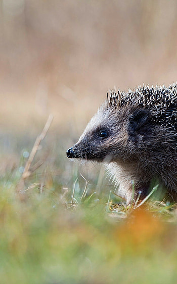 Profile view, Hedgehog in grass, Asus Transformer , Kindle Fire HD phone wallpaper