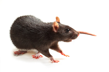 Transparent rat backgrounds, Wireframe rat , Rat , Rat art HD wallpaper