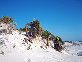 Really Tired Palms, palms, sand, graphy, florida, clouds, trees, sky, ocean HD wallpaper