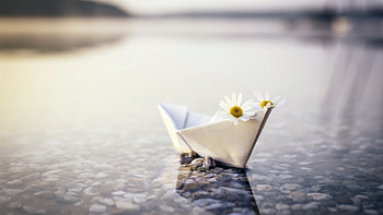 Floating paper boat, Daisy reflection, Outdoors HD wallpaper