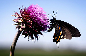 Flower, Plant, Macro, Insect, Flight, Butterfly HD wallpaper