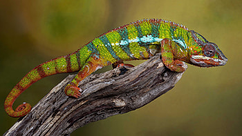 Colorful Chameleon Is Standing On Tree Branch In Blur Green Background Chameleon HD wallpaper