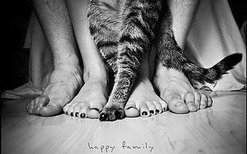 People, Miscellanea, Miscellaneous, Cat, Legs, Family HD wallpaper