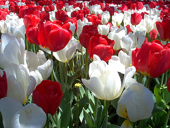 tulips, white, field, red, garden, flowers HD wallpaper