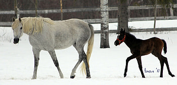 Mare & Baby Horse, horses, mare, wild horses, animals, snow, foal, filly, arabian horse HD wallpaper