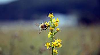 Flower, Macro, Blur, Smooth, Insect, Bumblebee HD wallpaper