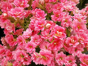 Flowers, Pink, Close-Up, Room, Kalanchoe HD wallpaper