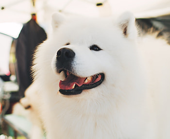 Animals, Fluffy, Nice, Sweetheart, Samoyed Dog, Dog Of The Year HD wallpaper