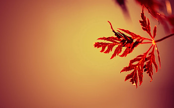 Macro, Sheet, Leaf, Carved, Branch HD wallpaper
