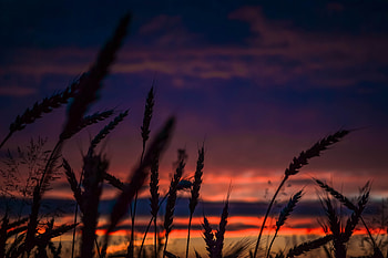 Wheats During Dawn In Landscape graphy, wheat, dawn, landscape, graphy, dusk, nature HD wallpaper
